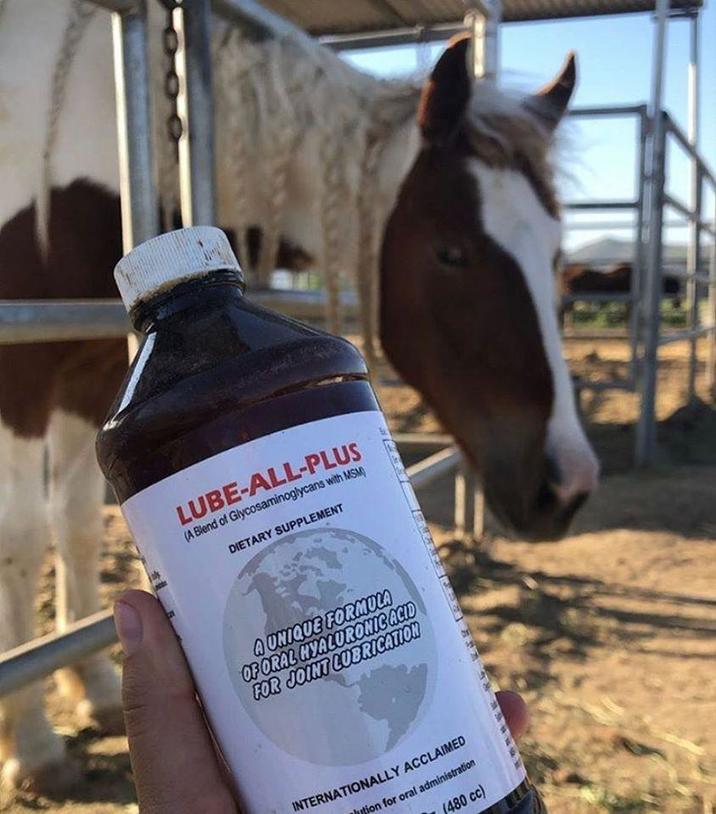 LUBE-ALL-PLUS (A Blend of Glycosaminoglycans with MSM) DIETARY SUPPLEMENT A UNIQUE FORMULA OF ORAL HYALURONIC ACID FOR JOINT LUBRICATION INTERNATIONALLY ACCLAIMED ion for oral administration (480 cc)