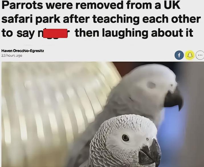 Parrots were removed from a UK safari park after teaching each other to say n Haven Orecchio-Egresitz 23 hours ago then laughing about it f