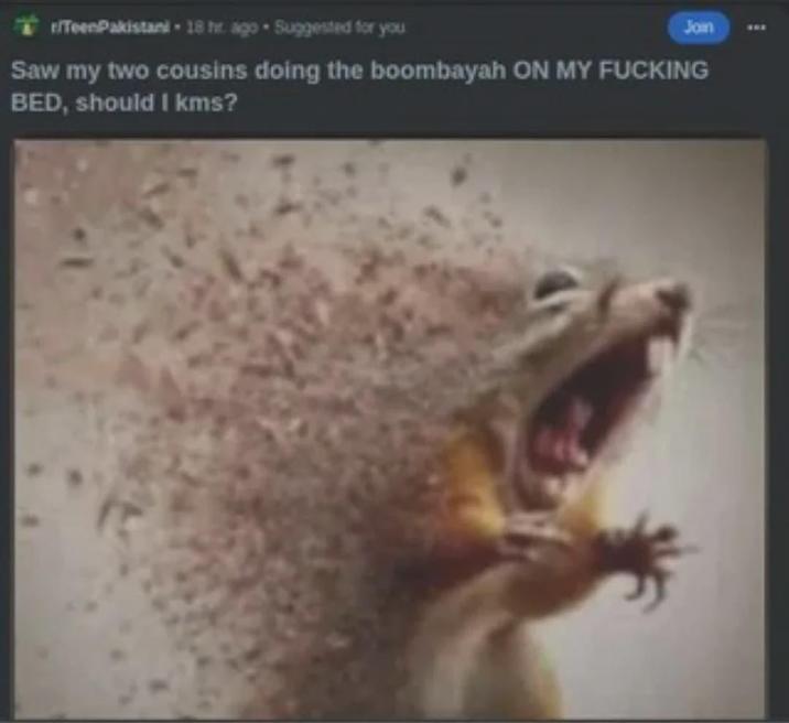 A "Reddit":https://knowyourmeme.com/memes/sites/reddit post with the Disintegrating Squirrel meme, originally from the "/r/TeenPakistani":https://www.reddit.com/r/TeenPakistani/comments/1lmqjyr/saw_my_two_cousins_doing_the_boombayah_on_my/ subreddit.
