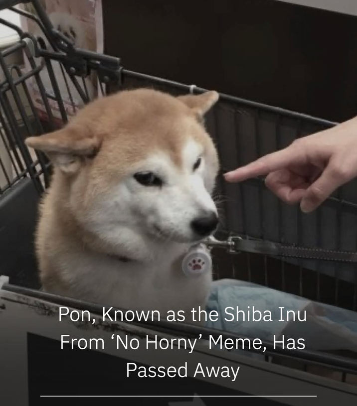 Pon, Known as the Shiba Inu From 'No Horny' Meme, Has Passed Away