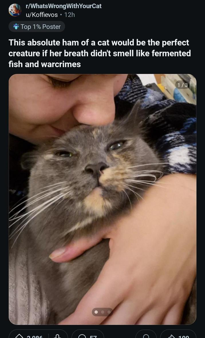 r/Whats Wrong With YourCat u/Koffievos ⚫ 12h Top 1% Poster This absolute ham of a cat would be the perfect creature if her breath didn't smell like fermented fish and warcrimes 2006 1/3 E C A 100