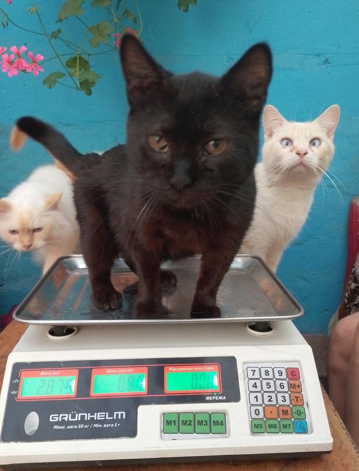 >T< >0< Lina (гpH/кг) Підсумкова ціна (грн) Bara (Kr) 7 8 9 C 2875 GRÜNHELM 4 5 6 M+ MEPEжKA 1 2 3 -T- 0 M-0- Maкc. Bara 50 kr/MiH. Bara 5r M1 M2 M3 M4 M5 M6 M7