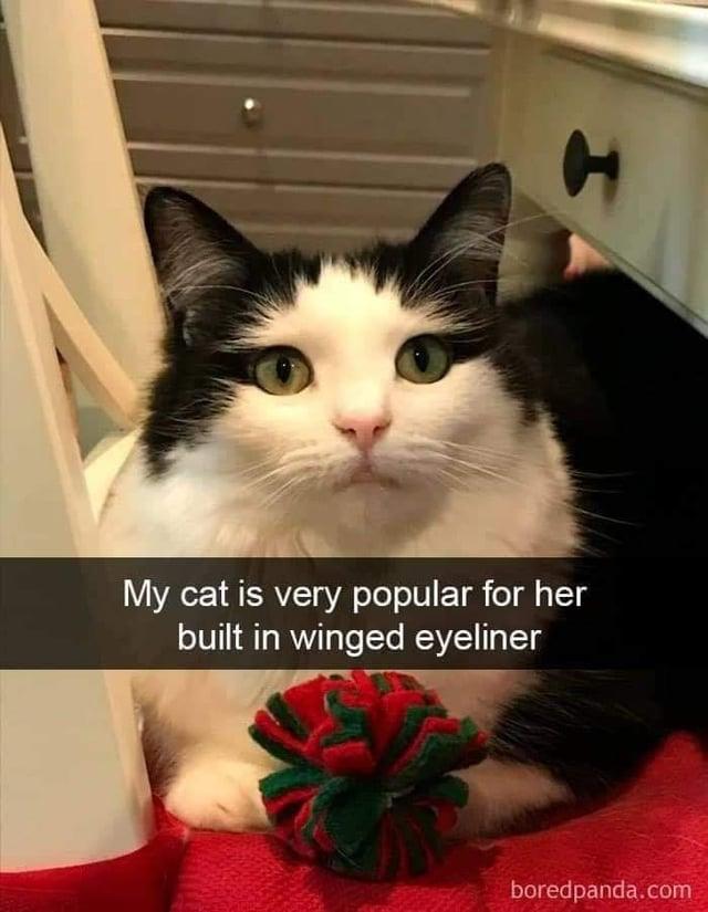 My cat is very popular for her built in winged eyeliner boredpanda.com
