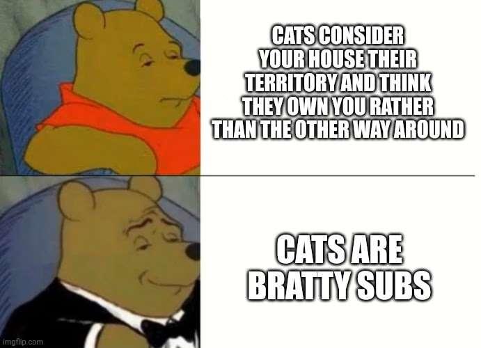 imgflip.com CATS CONSIDER YOUR HOUSE THEIR TERRITORY AND THINK THEY OWN YOU RATHER THAN THE OTHER WAY AROUND CATS ARE BRATTY SUBS