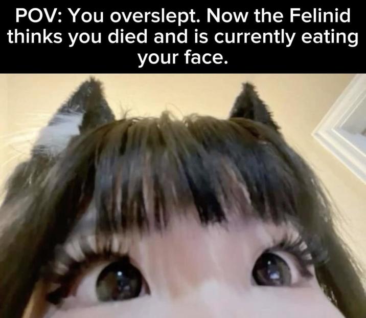 POV: You overslept. Now the Felinid thinks you died and is currently eating your face.