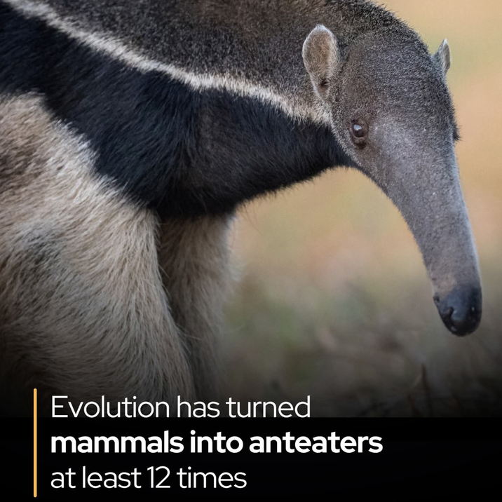 Evolution has turned mammals into anteaters at least 12 times