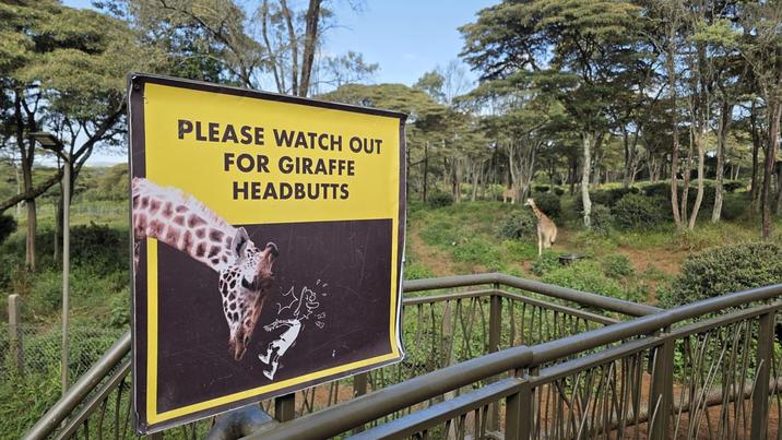 PLEASE WATCH OUT FOR GIRAFFE HEADBUTTS