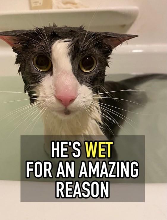 He's Wet for an Amazing Reason A meme of the "soggy cat":https://knowyourmeme.com/memes/soggy-cat. The meme references Dan Hentschel.