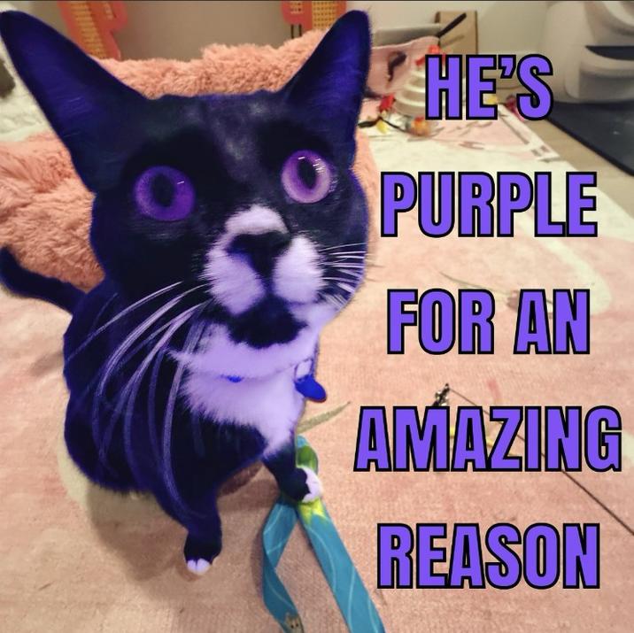 amazing purple cat HE'S PURPLE FOR AN AMAZING REASON