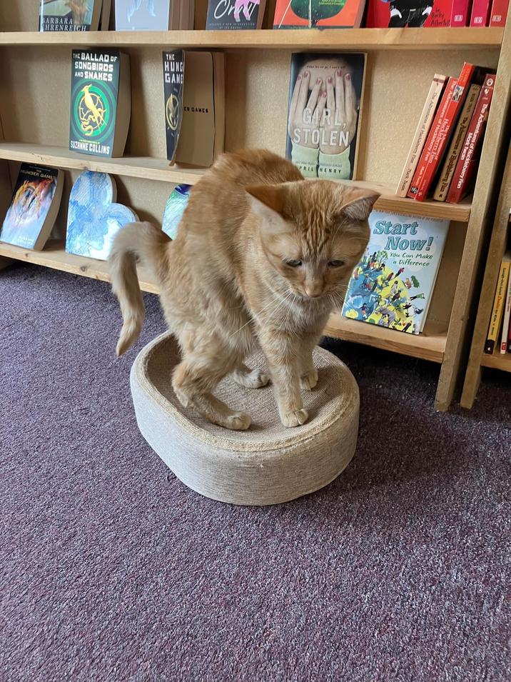 BARBARA HRENREICH THE BALLAD OF SONGBIRDS AND SNAKES THE HUNG GANE HUNGER GAME SUZANNE COLLINS Or ER GAMES GARD STOLEN PRIL HENRY Start Now! You Can Make a Difference The Adventu ventures of Huckdel Mark Twoeberry Fin