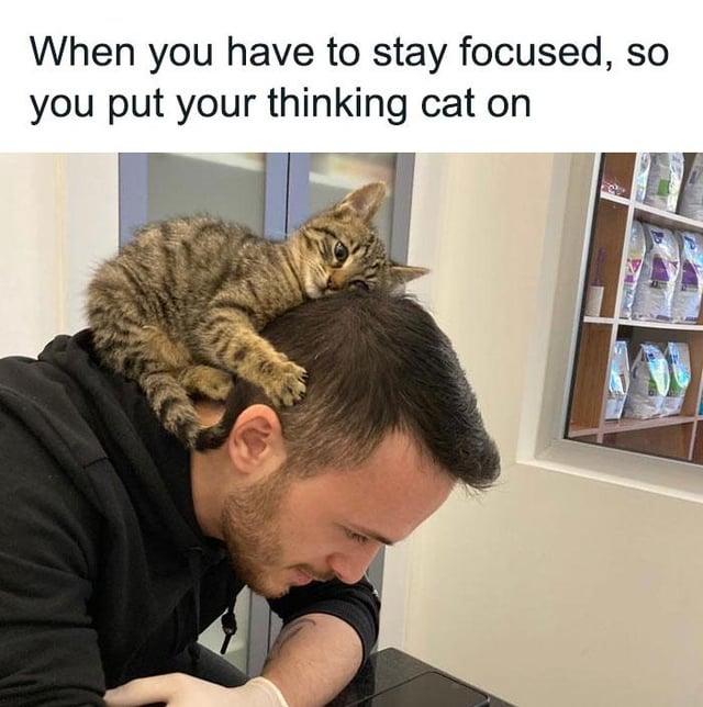 When you have to stay focused, SO you put your thinking cat on