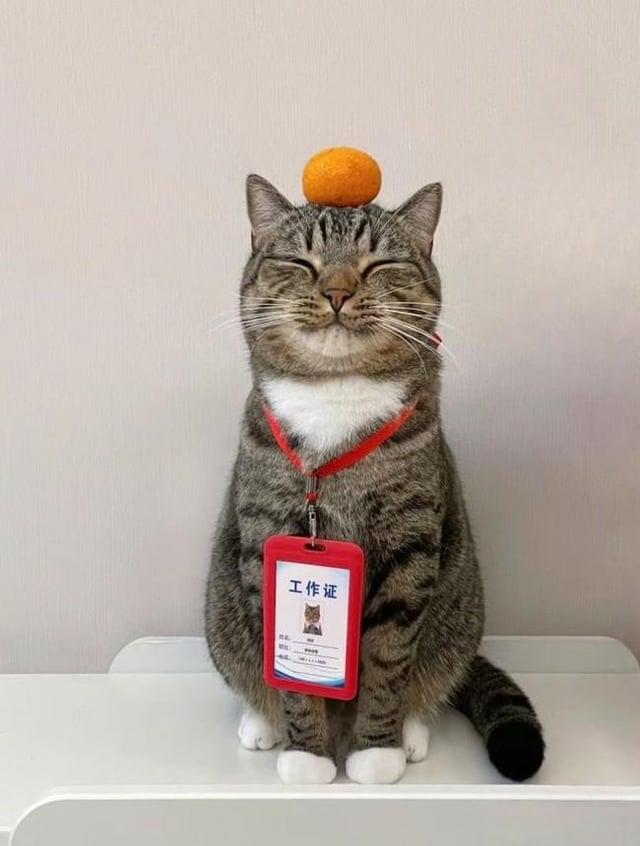 工作证