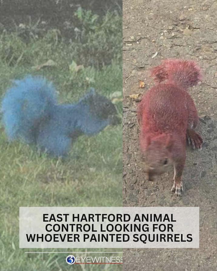 EAST HARTFORD ANIMAL CONTROL LOOKING FOR WHOEVER PAINTED SQUIRRELS BEYEWITNESS