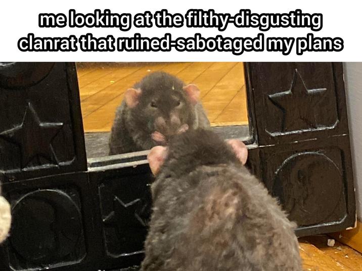 me looking at the filthy-disgusting clanrat that ruined-sabotaged my plans