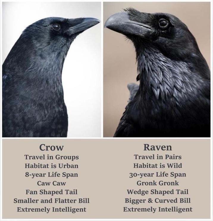 Crow Travel in Groups Habitat is Urban 8-year Life Span Caw Caw Fan Shaped Tail Smaller and Flatter Bill Extremely Intelligent Raven Travel in Pairs Habitat is Wild 30-year Life Span Gronk Gronk Wedge Shaped Tail Bigger & Curved Bill Extremely Intelligent