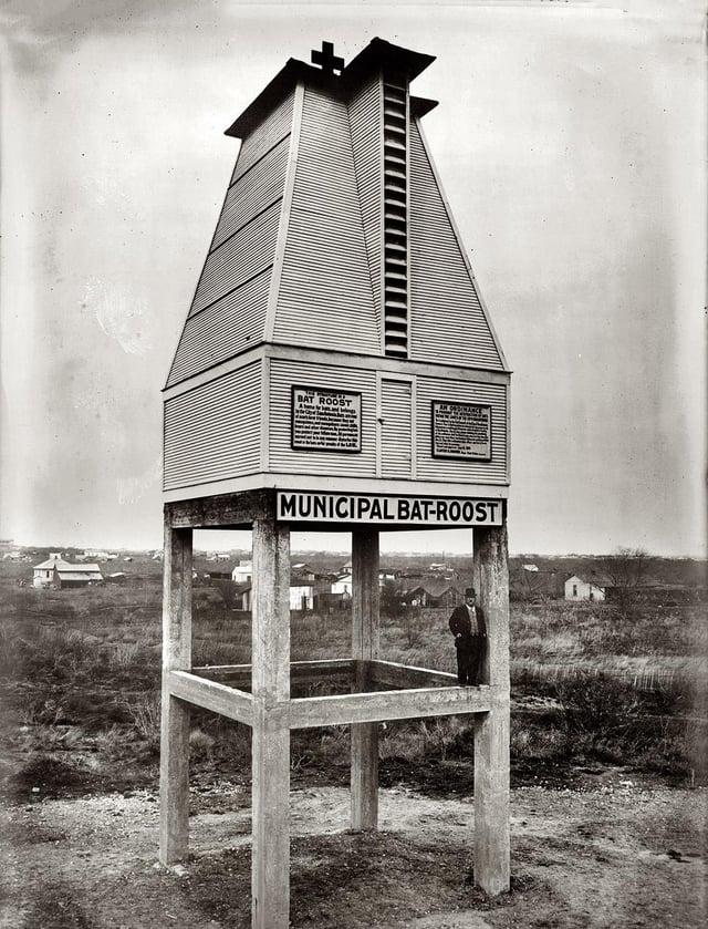 BAT ROOST AN OFDIRANCE MUNICIPAL BAT-ROOST