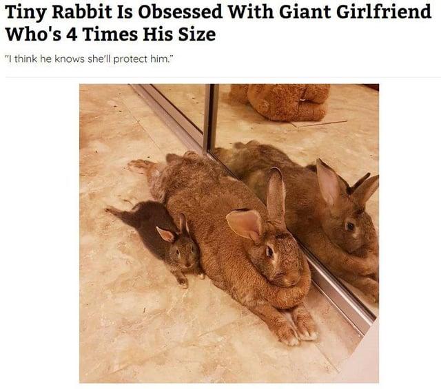 Tiny Rabbit Is Obsessed With Giant Girlfriend Who's 4 Times His Size "I think he knows she'll protect him."