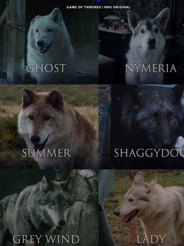 GAME OF THRONES I HBO ORIGINAL GHOST NYMERIA SUMMER SHAGGYDOC GREY WIND LADY