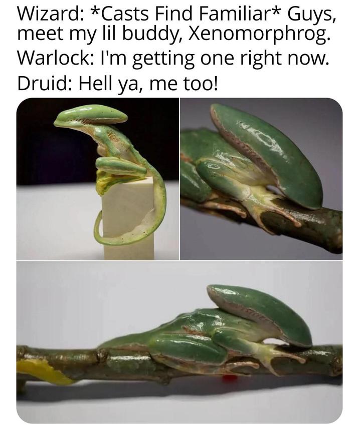 Wizard: *Casts Find Familiar* Guys, meet my lil buddy, Xenomorphrog. Warlock: I'm getting one right now. Druid: Hell ya, me too!
