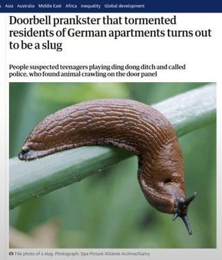 Asia Australia Middle East Africa Inequality Global development Doorbell prankster that tormented residents of German apartments turns out to be a slug People suspected teenagers playing ding dong ditch and called police, who found animal crawling on the door panel a photo of a slug Photograph: Opa Picture Alliance Archive/Alamy
