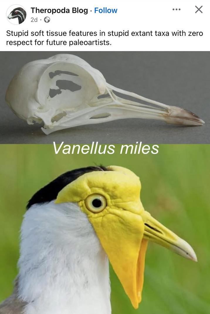 Theropoda Blog · Follow 2d-> • Stupid soft tissue features in stupid extant taxa with zero respect for future paleoartists. Vanellus miles