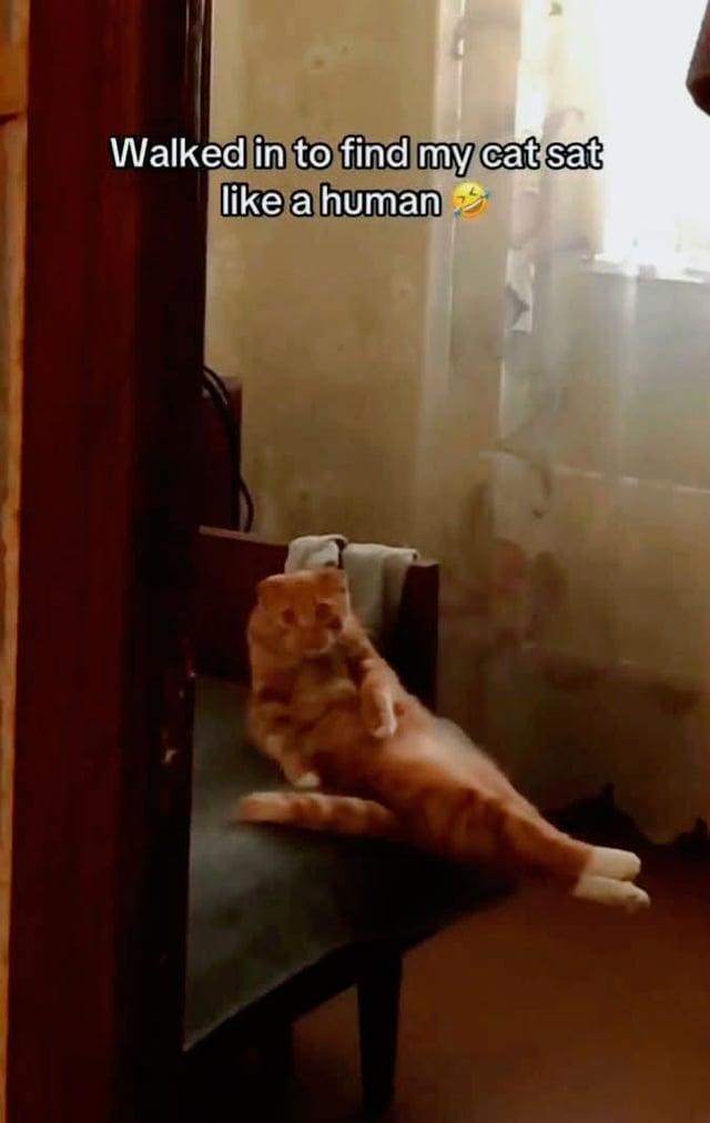 Walked in to find my cat sat like a human