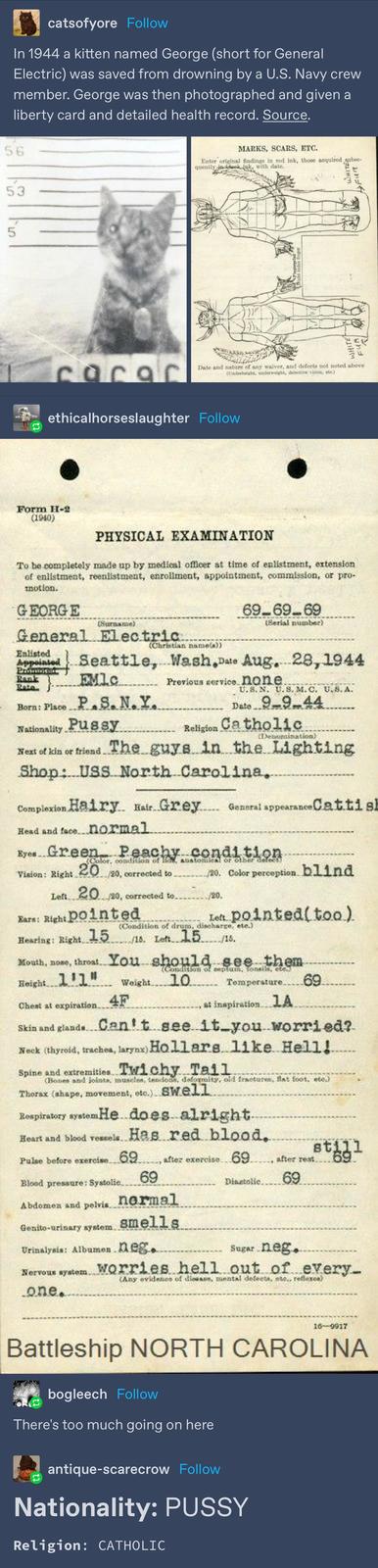 5 catsofyore Follow In 1944 a kitten named George (short for General Electric) was saved from drowning by a U.S. Navy crew member. George was then photographed and given a liberty card and detailed health record. Source. 56 53 cacac MARKS, SCARS, ETC. Enter original findings in red ink, those acquired subse- quently in black ink, with date. WHITE FUR B Fingerprint- Index finger WHITE FUR Date and nature of any waiver, and defects not noted above (Underheight, underweight, defective vision, etc.) ethicalhorseslaughter Follow Form H-2 (1940) PHYSICAL EXAMINATION To be completely made up by medical officer at time of enlistment, extension of enlistment, reenlistment, enrollment, appointment, commission, or pro- motion. GEORGE (Surname) _ 69_69_69 (Serial number) General Electric (Christian name(s)) Enlisted Appointed Seattle, Wash,Date Aug. 28, 1944 Promorad Rank EMIC Rela Born: Place P.S. N. Y. Nationality. P---- Previous service. none. U.S. N. U.S. M. C. U. 8. A. Date 9-9-44 Religion Catholic (Denomination) Next of kin or friend The guys in the Lighting Shop: USS North Carolina. Complexion Hairy Hair Grey General appearance Cattisl Head and face normal Eyes Green Peachy condition Vision: Right (Color, condition of lit abatomical or other defect 20 /20, corrected to Left 2020, corrected to......../20. Ears: Right pointed Hearing: Right 15 20. Color perception blind Left pointed(too). (Condition of drum, discharge, etc.) 15 /15. Left. Mouth, nose, throat.. You Height 1'1" Chest at expiration.. should see them ./15. Weight 10 (Condition of replum, tonsils, ete Temperature.....69. 4F at inspiration. 1A Skin and glands Can't see it you worried? Neck (thyroid, trachea, larynx) Hollars like Hell! Spine and extremities Twichy Tail (Bones and joints, muscles, tendons, deformity, old fractures, flat foot, etc.) Thorax (shape, movement, etc.) Swell Respiratory system He does alright. Heart and blood vessels. Has red blood. Pulse before exercise 69. after exercise. 69.. Blood pressure: Systolic Abdomen and pelvis.. 69 normal Genito-urinary system smells Urinalysis: Albumen neg. still after rest. 69 Diastolic 69 Sugar neg. Nervous system Worries hell out of every_ (Any evidence of disease, mental defects, etc.. reflexos) one. 16-9917 Battleship NORTH CAROLINA bogleech Follow There's too much going on here antique-scarecrow Follow Nationality: P---- Religion: CATHOLIC