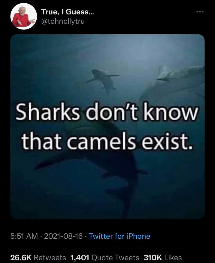 True, I Guess... @tchncllytru Sharks don't know that camels exist. 5:51 AM 2021-08-16 Twitter for iPhone 26.6K Retweets 1,401 Quote Tweets 310K Likes