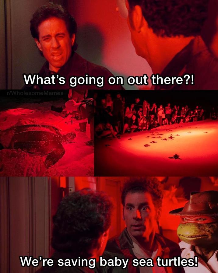 What's going on out there?! r/WholesomeMemes We're saving baby sea turtles!