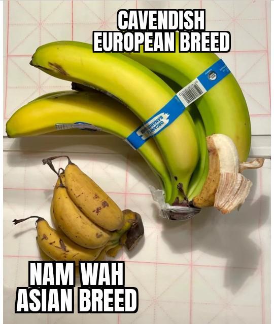 NAM WAH ASIAN BREED CAVENDISH EUROPEAN BREED MNVD