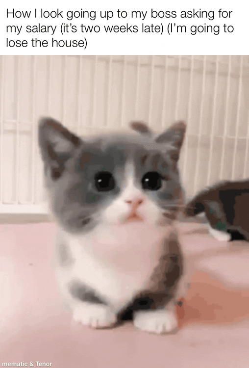 How I look going up to my boss asking for my salary (it's two weeks late) (I'm going to lose the house) mematic & Tenor