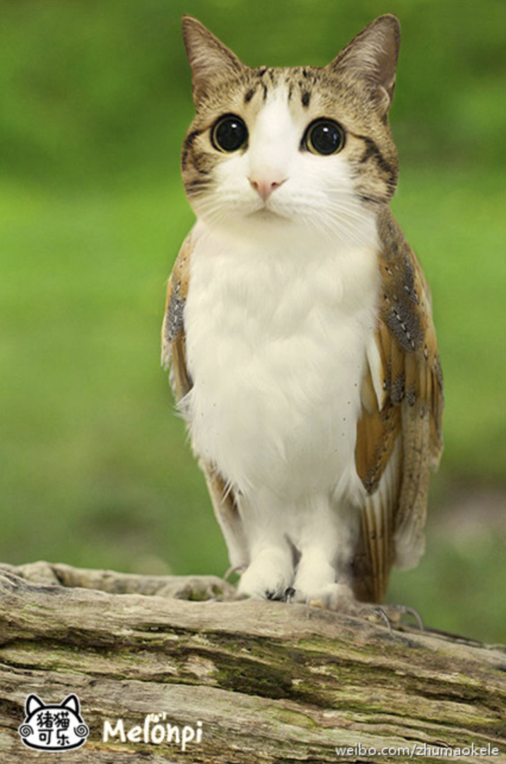 Original Meowl Photoshop The original Meowl "photoshop":https://knowyourmeme.com/memes/sites/photoshop edit of a "cat":https://knowyourmeme.com/memes/subcultures/cats and owl hybrid creature from the "Chinese":https://knowyourmeme.com/memes/cultures/china social media app Weibo.