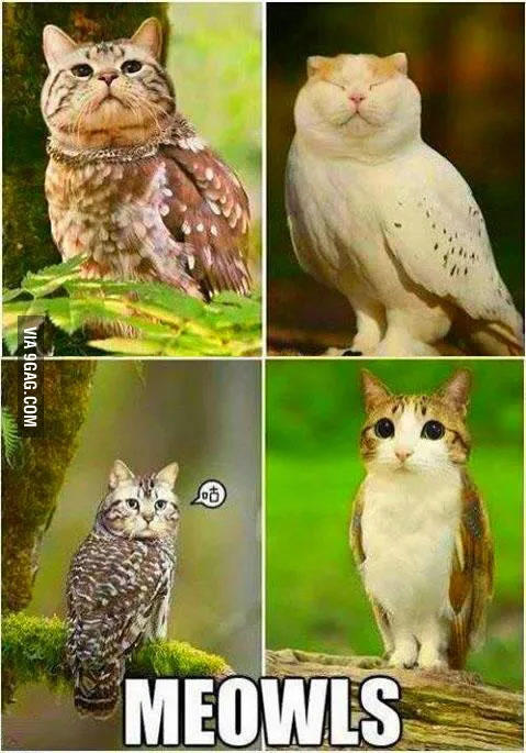9GAG meme A "meme":https://knowyourmeme.com/memes/memes from "9GAG":https://knowyourmeme.com/memes/sites/9gag showing the Meowls with an "Impact":https://knowyourmeme.com/memes/impact font caption.