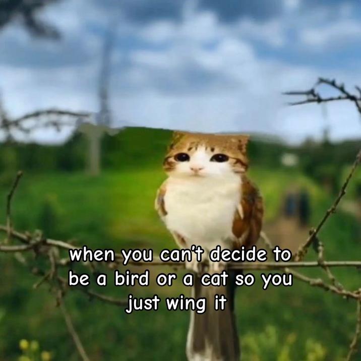 When you can't decide to be a bird or a cat so you just wing it A "meme":https://knowyourmeme.com/memes/memes using a Meowl "photoshop":https://knowyourmeme.com/memes/sites/photoshop with a caption reading, "When you can't decide to be a bird or a cat so you just wing it."