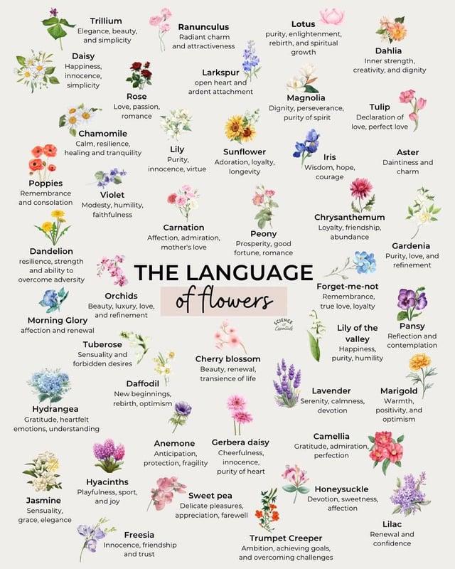 Trillium Elegance, beauty, and simplicity Daisy Happiness, innocence, Ranunculus Radiant charm and attractiveness Larkspur Lotus purity, enlightenment, rebirth, and spiritual growth Dahlia Inner strength, creativity, and dignity simplicity Rose Love, passion, romance Chamomile Calm, resilience, healing and tranquility Poppies Remembrance and consolation Modesty, humility, Violet faithfulness open heart and ardent attachment Magnolia Dignity, perseverance, purity of spirit Tulip Declaration of love, perfect love Lily Purity, innocence, virtue Sunflower Adoration, loyalty, longevity Iris Wisdom, hope, courage Aster Daintiness and charm Dandelion resilience, strength and ability to overcome adversity Morning Glory Carnation Affection, admiration, mother's love Peony Prosperity, good fortune, romance THE LANGUAGE Orchids Beauty, luxury, love, affection and renewal and refinement Tuberose Sensuality and forbidden desires Hydrangea Gratitude, heartfelt emotions, understanding Daffodil New beginnings, rebirth, optimism of flowers Chrysanthemum Loyalty, friendship, abundance Forget-me-not Remembrance, true love, loyalty Lily of the valley Happiness, purity, humility Cherry blossom Beauty, renewal, transience of life Lavender Serenity, calmness, devotion Gardenia Purity, love, and refinement Pansy Reflection and contemplation Marigold Warmth, positivity, and optimism Jasmine Sensuality, grace, elegance Hyacinths Playfulness, sport, and joy Anemone Anticipation, protection, fragility Freesia and trust Innocence, friendship Gerbera daisy Cheerfulness, innocence, purity of heart Sweet pea Delicate pleasures, appreciation, farewell Camellia Gratitude, admiration,, perfection Honeysuckle Devotion, sweetness, affection Trumpet Creeper Ambition, achieving goals, and overcoming challenges Lilac Renewal and confidence