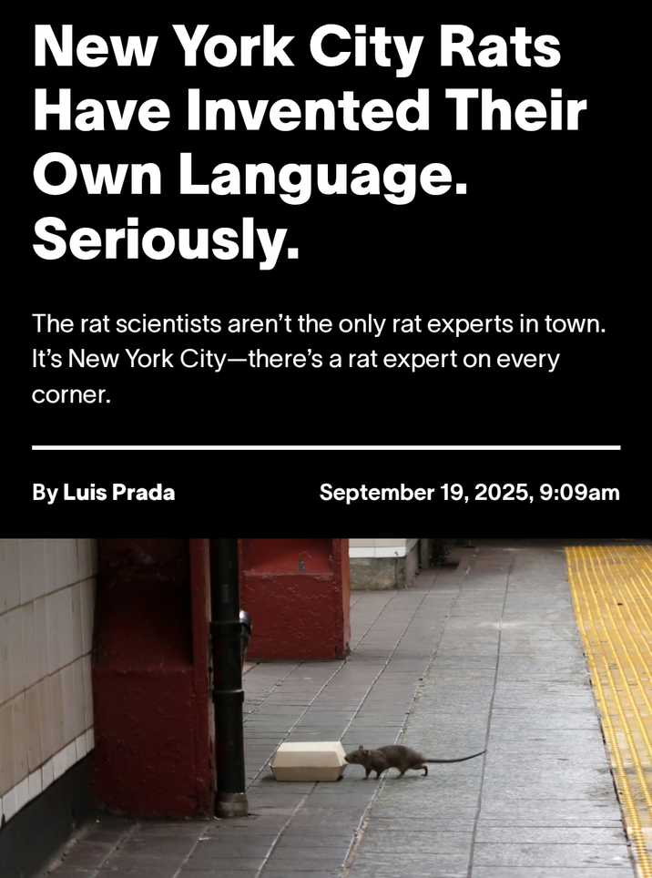 New York City Rats Have Invented Their Own Language. Seriously. The rat scientists aren't the only rat experts in town. It's New York City-there's a rat expert on every corner. By Luis Prada September 19, 2025, 9:09am