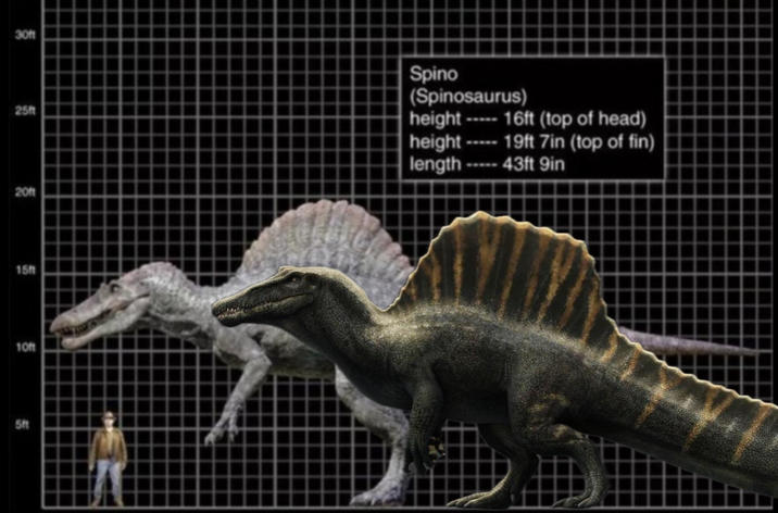 30ft 25ft 20ft Spino (Spinosaurus) height 16ft (top of head) height ----- 19ft 7in (top of fin) length 43ft 9in 15ft 10ft 5ft