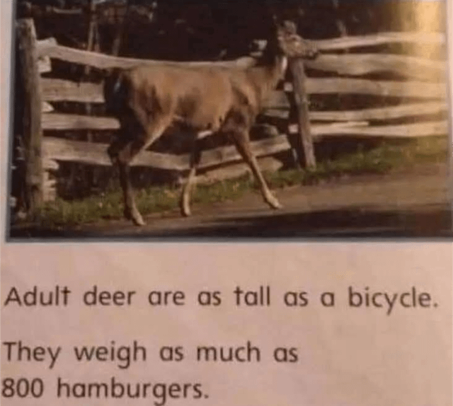 Adult deer are as tall as a bicycle. They weigh as much as 800 hamburgers.