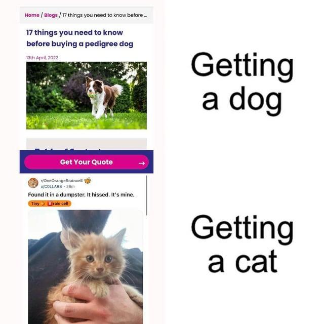 Home/Blogs/17 things you need to know before.. 17 things you need to know before buying a pedigree dog 13th April, 2022 Get Your Quote r/OneOrangeBraincell u/COLLARS 38m Found it in a dumpster. It hissed. It's mine. Tiny Brain cell Getting a dog Getting a cat