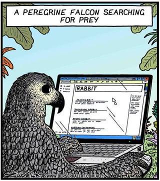 A PEREGRINE FALCON SEARCHING FOR PREY RABBIT www.BERSERKALERT.COM