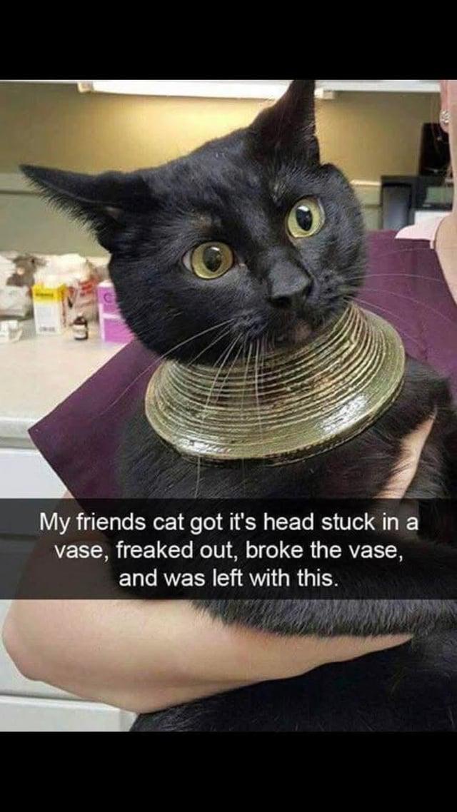 My friends cat got it's head stuck in a vase, freaked out, broke the vase, and was left with this.