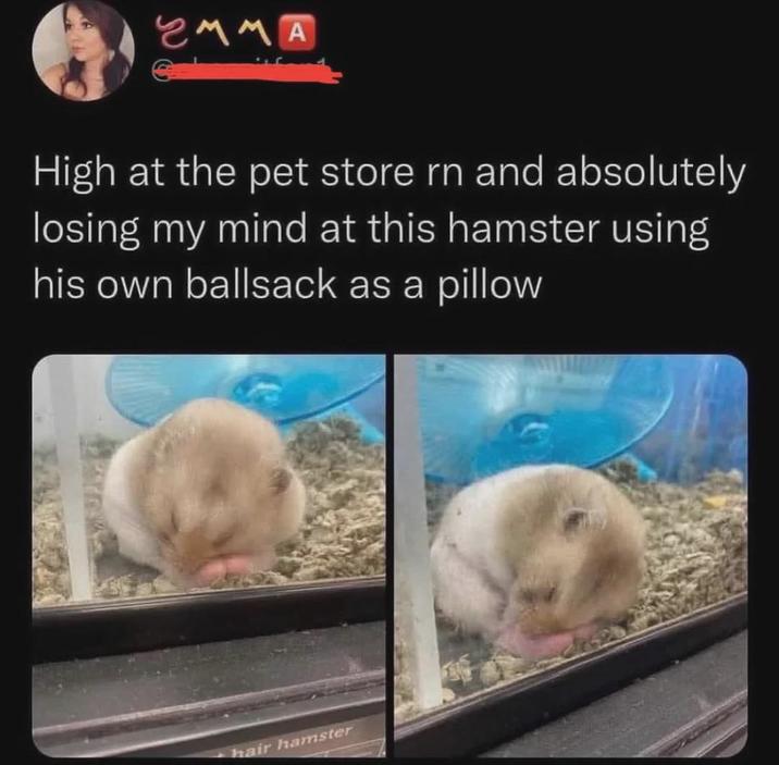 EMMA High at the pet store rn and absolutely losing my mind at this hamster using his own b------- as a pillow hair hamster