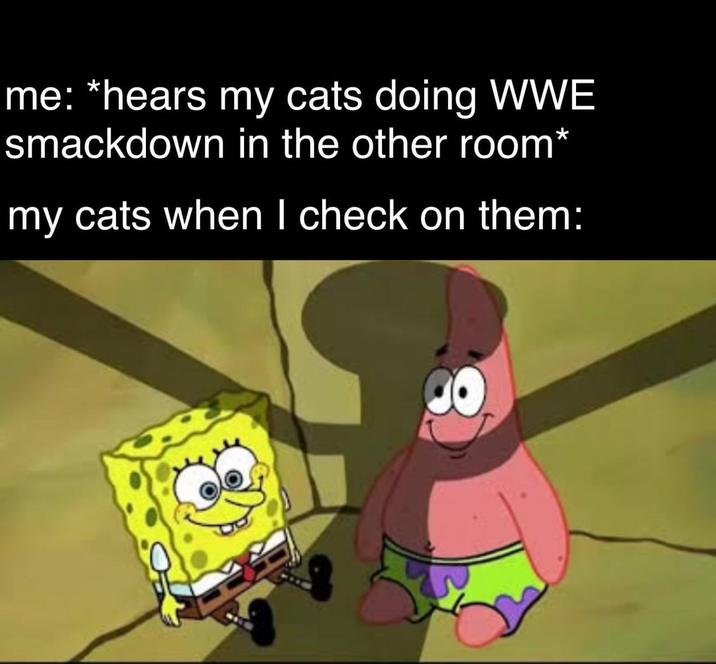me: *hears my cats doing WWE smackdown in the other room* my cats when I check on them: