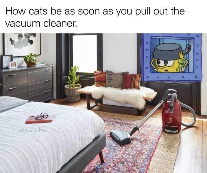 How cats be as soon as you pull out the vacuum cleaner. w/evan loz
