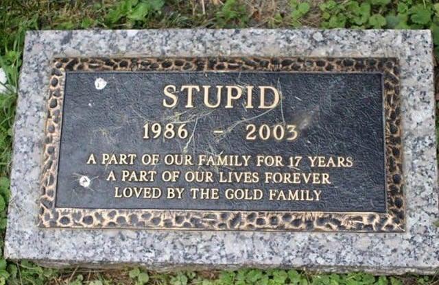 STUPID 1986 2003 A PART OF OUR FAMILY FOR 17 YEARS A PART OF OUR LIVES FOREVER LOVED BY THE GOLD FAMILY