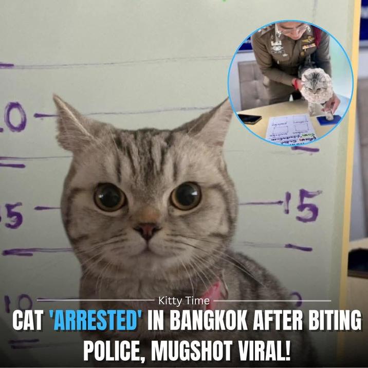 0 5- h 15 Kitty Time CAT 'ARRESTED' IN BANGKOK AFTER BITING POLICE, MUGSHOT VIRAL!