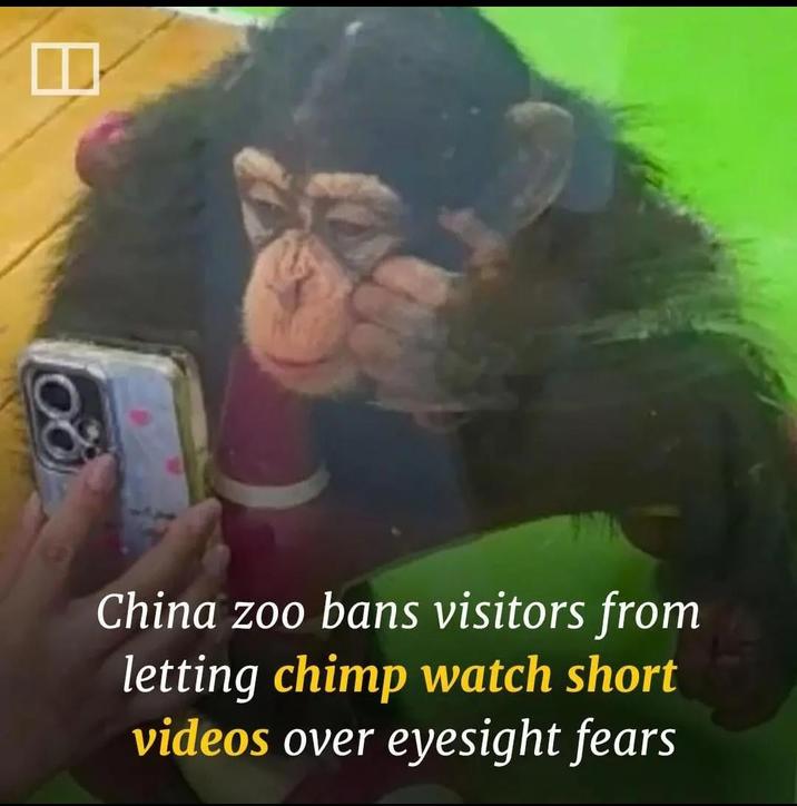 China zoo bans visitors from letting chimp watch short videos over eyesight fears