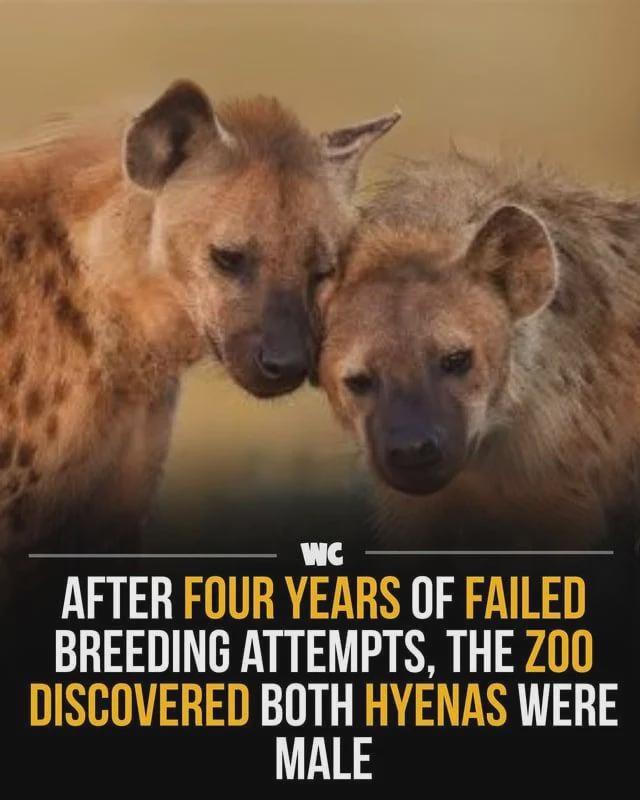 WC AFTER FOUR YEARS OF FAILED BREEDING ATTEMPTS, THE ZOO DISCOVERED BOTH HYENAS WERE MALE