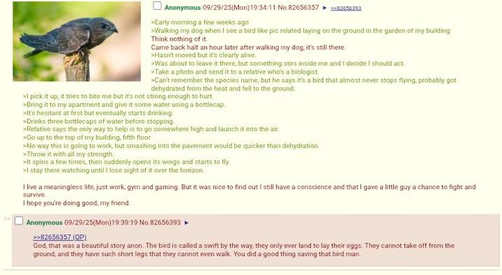 Anonymous 09/29/25(Mon) 19:34:11 No.82656357 >Early morning a few weeks ago >>82050393 >Walking my dog when I see a bird like pic related laying on the ground in the garden of my building Think nothing of it. Came back half an hour later after walking my dog, it's still there. >Hasn't moved but it's clearly alive. >Was about to leave it there, but something stirs inside me and I decide I should act >Take a photo and send it to a relative who's a biologist. >Can't remember the species name, but he says it's a bird that almost never stops flying, probably got dehydrated from the heat and fell to the ground. >I pick it up, it tries to bite me but it's not strong enough to hurt >Bring it to my apartment and give it some water using a bottlecap. >It's hesitant at first but eventually starts drinking. >Drinks three bottlecaps of water before stopping. >Relative says the only way to help is to go somewhere high and launch it into the air. >Go up to the top of my building, fifth floor >No way this is going to work, but smashing into the pavement would be quicker than dehydration >Throw it with all my strength. >It spins a few times, then suddenly opens its wings and starts to fly >I stay there watching until I lose sight of it over the horizon. I live a meaningless life, just work, gym and gaming. But it was nice to find out I still have a conscience and that I gave a little guy a chance to fight and survive I hope you're doing good, my friend. Anonymous 09/29/25(Mon) 19:39:19 No.82656393 >>82656357 (OP) God, that was a beautiful story anon. The bird is called a swift by the way, they only ever land to lay their eggs. They cannot take off from the ground, and they have such short legs that they cannot even walk. You did a good thing saving that bird man.