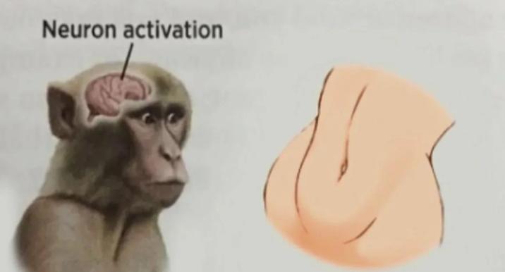 neuron activation venus tummy Neuron activation